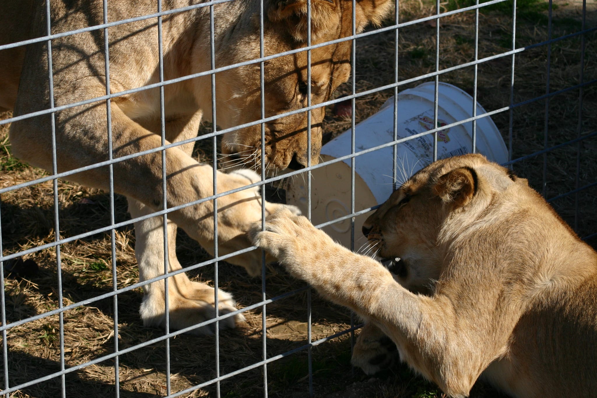 Lion Fist-Bump