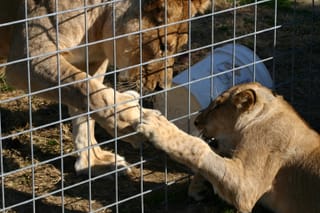 Lion Fist-Bump