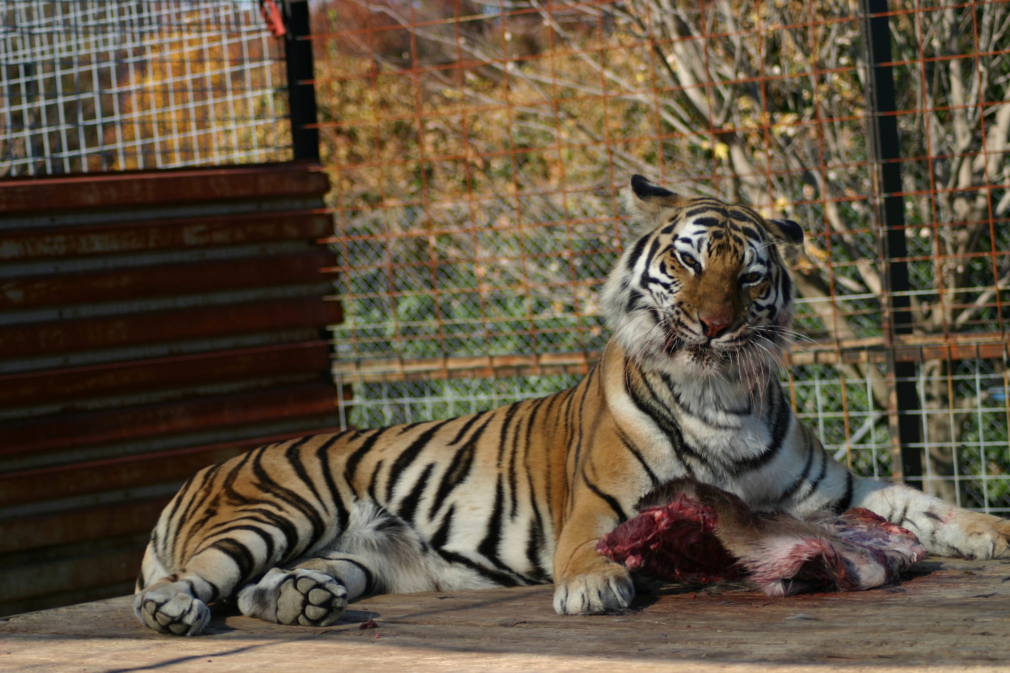 Mmm that is one tasty piece of meat