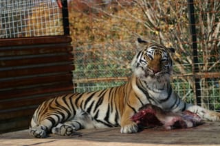 Mmm that is one tasty piece of meat