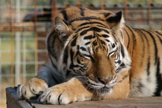 Crouching Tiger