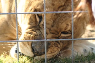 Lion growling