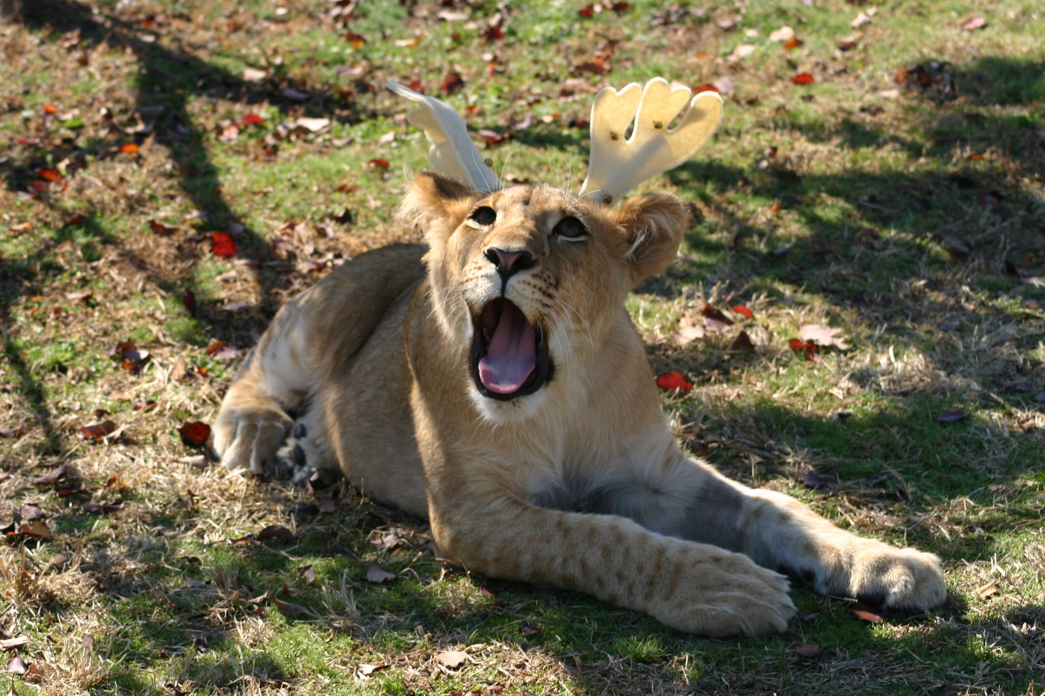 I ain't no Raindeer!