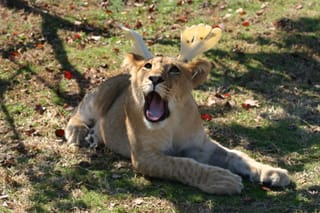 I ain't no Raindeer!