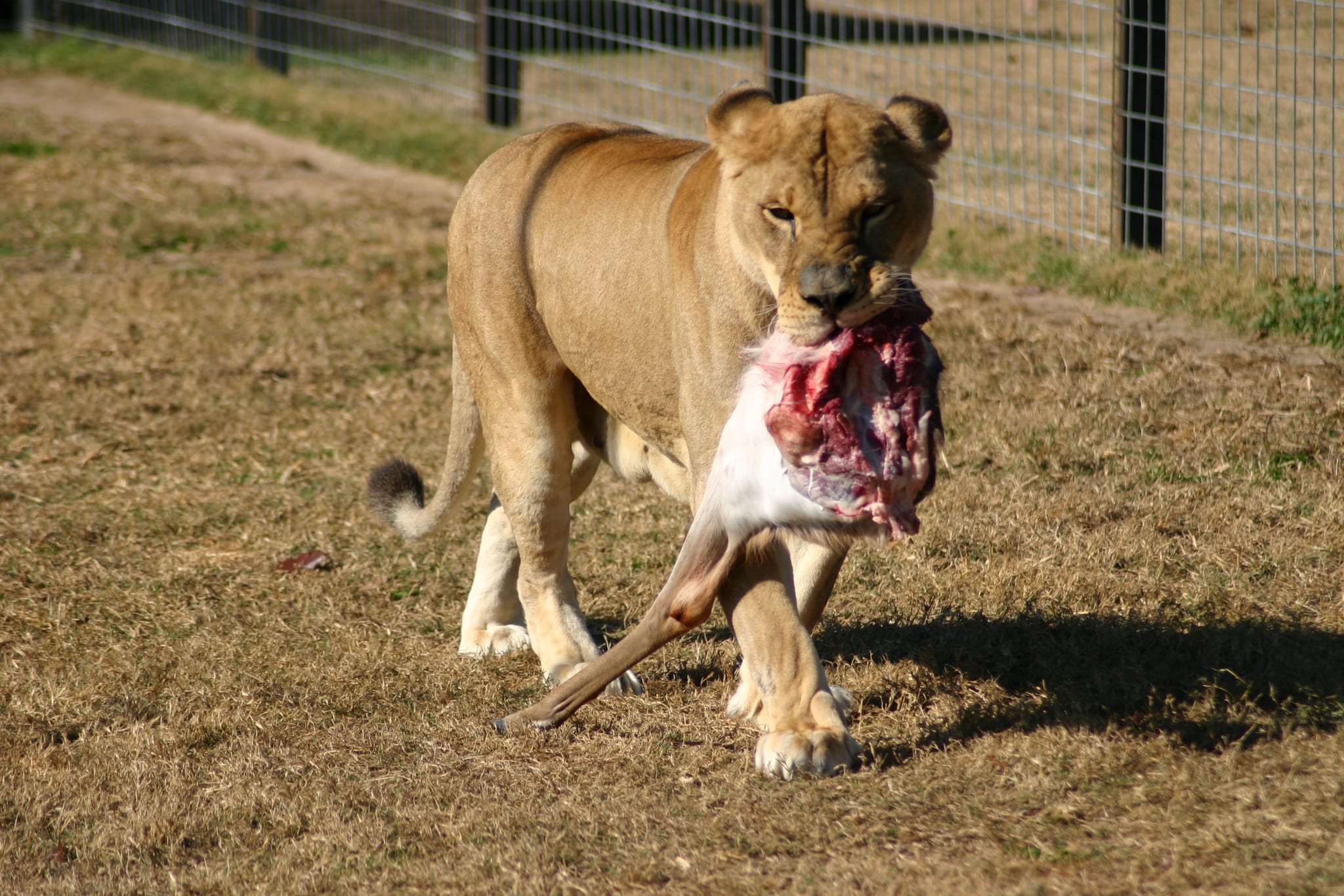 Mmmm... tasty lunch made out of meat