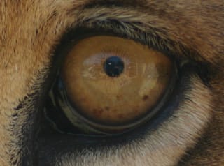 TigerEye