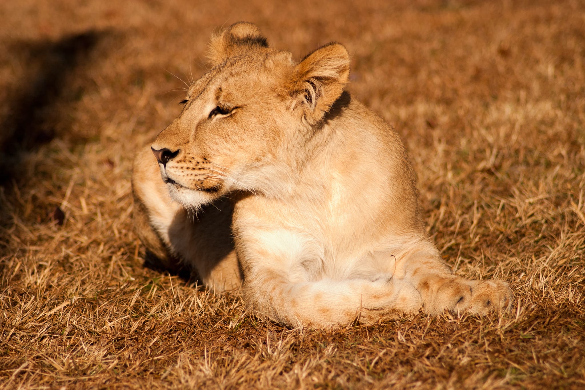 BigCat