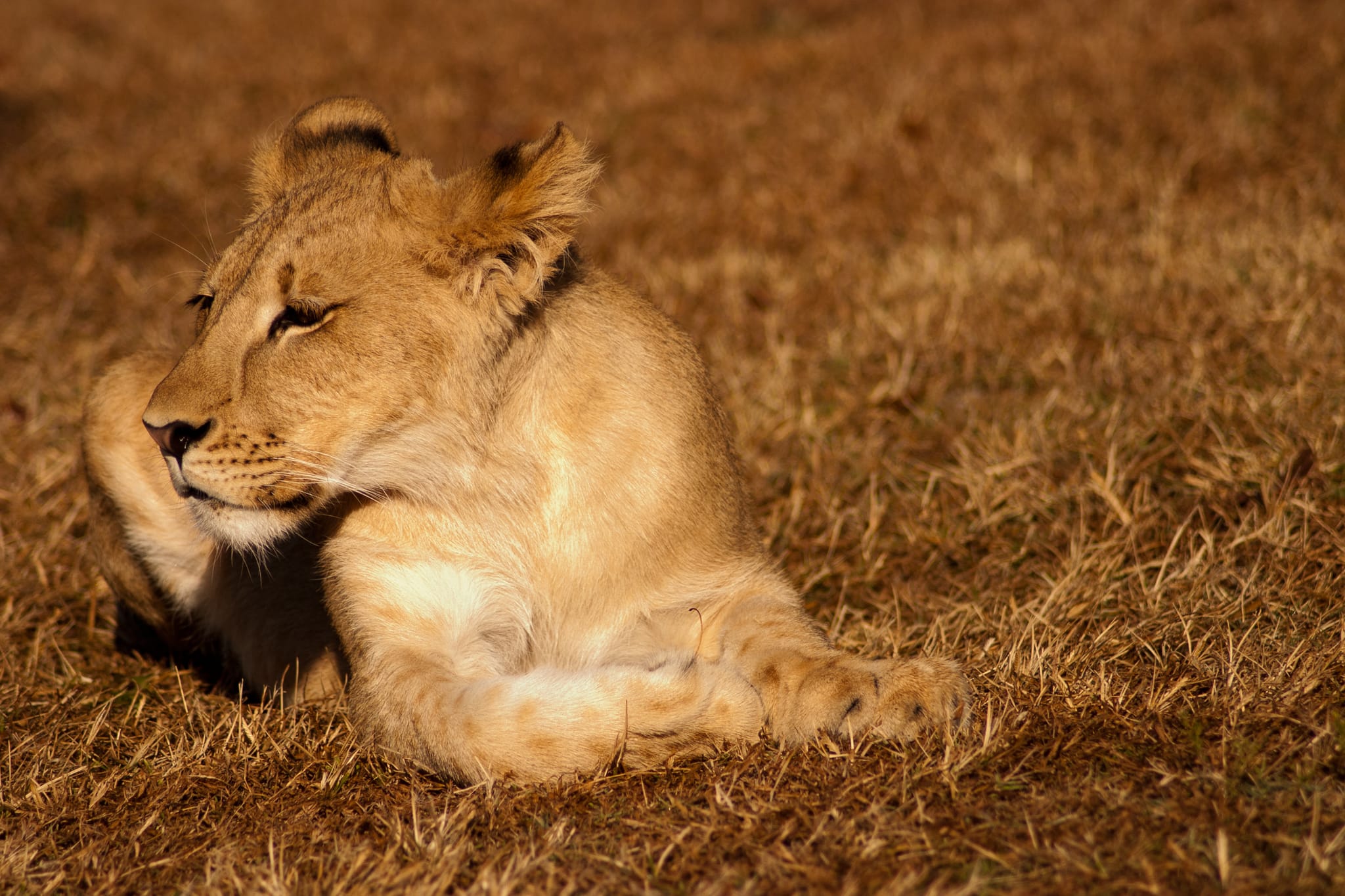 BigCat2