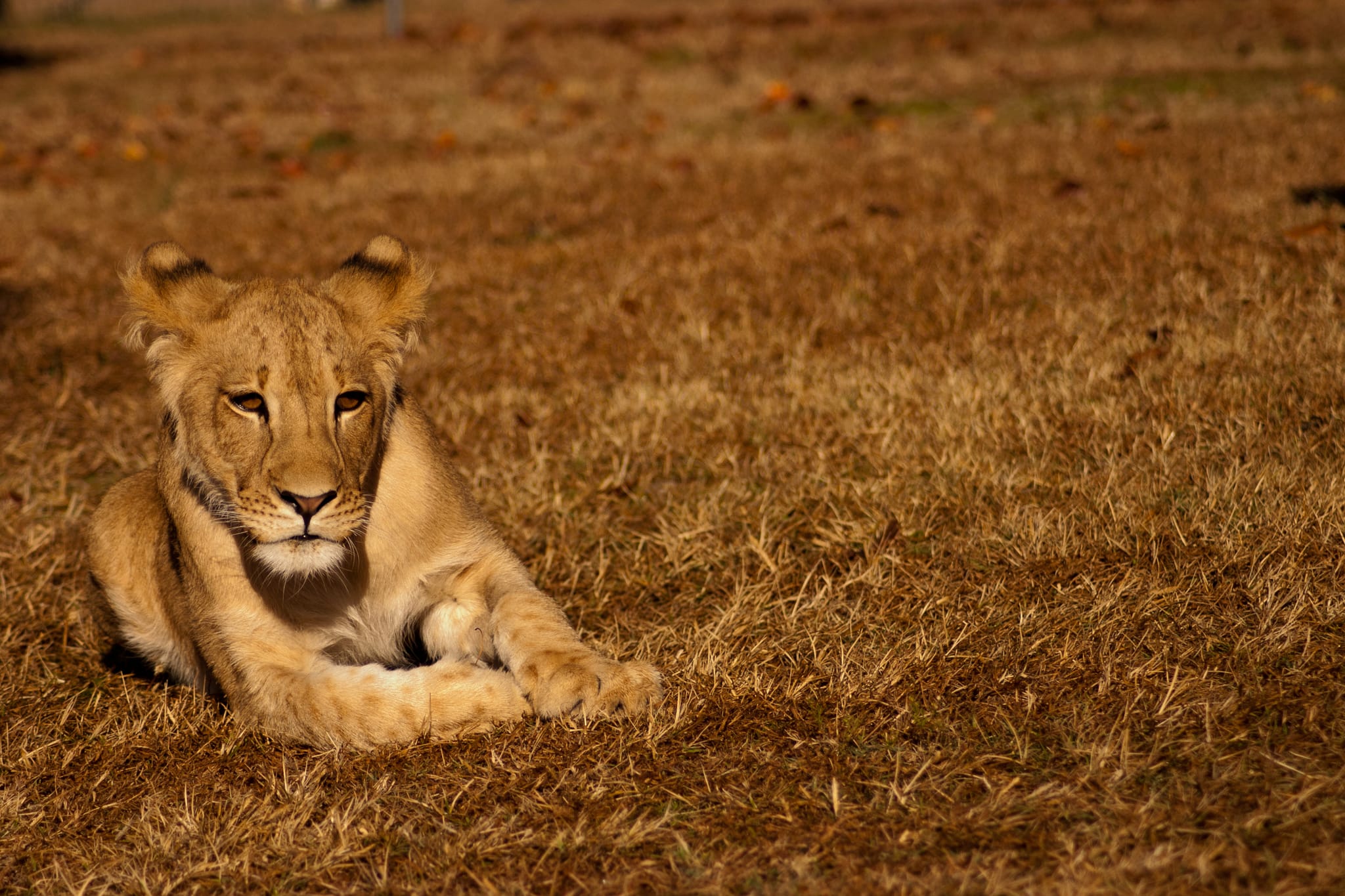 BigCat3
