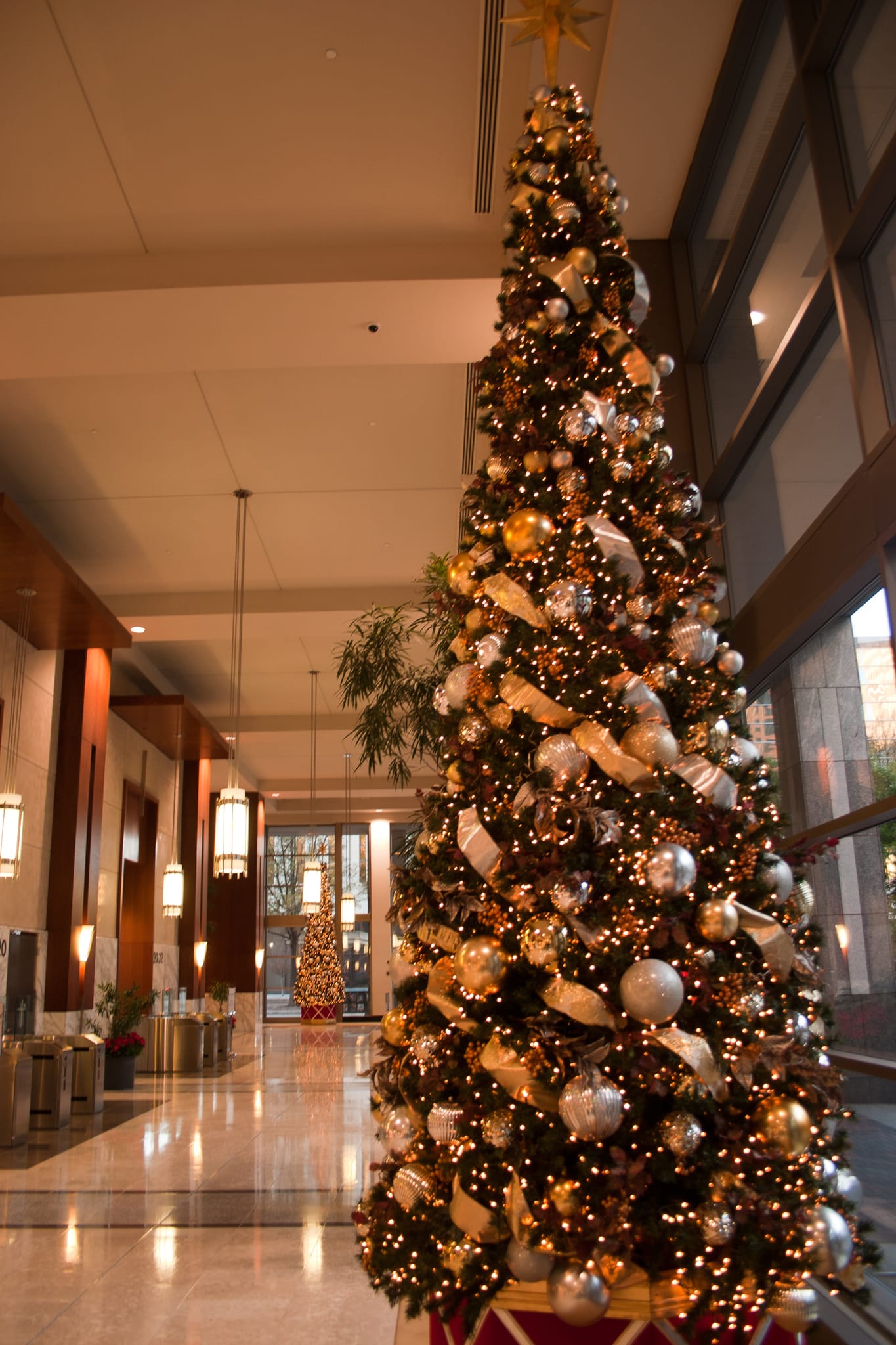 Wachovia-Tree