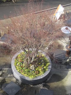 No leaves, but color below