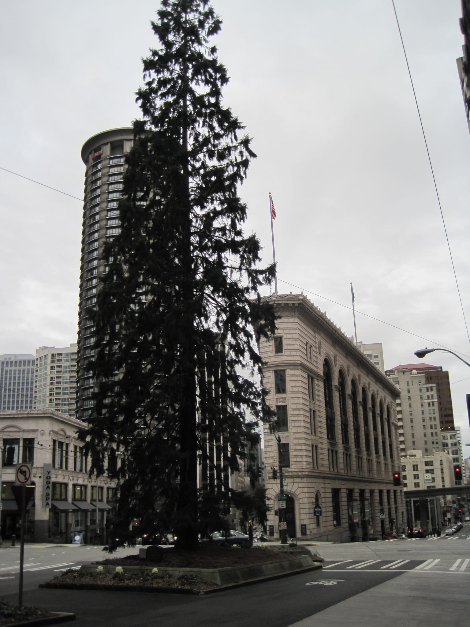 Tree in front of The Westin, Seattle