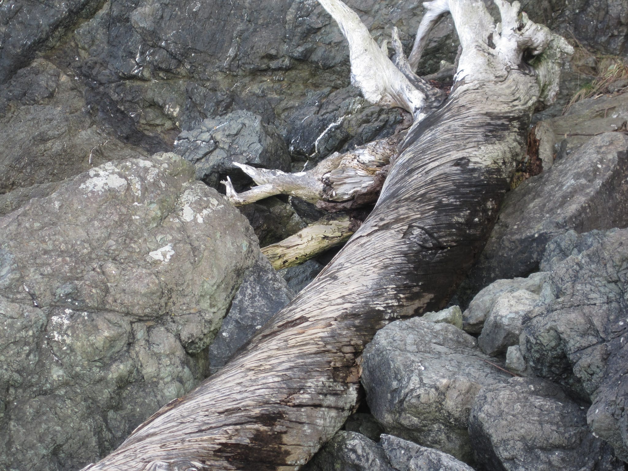 Swirley log
