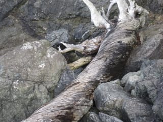 Swirley log