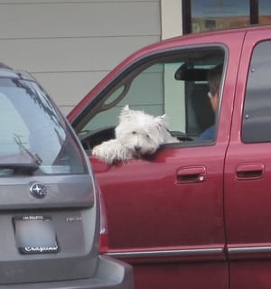 Puppy!