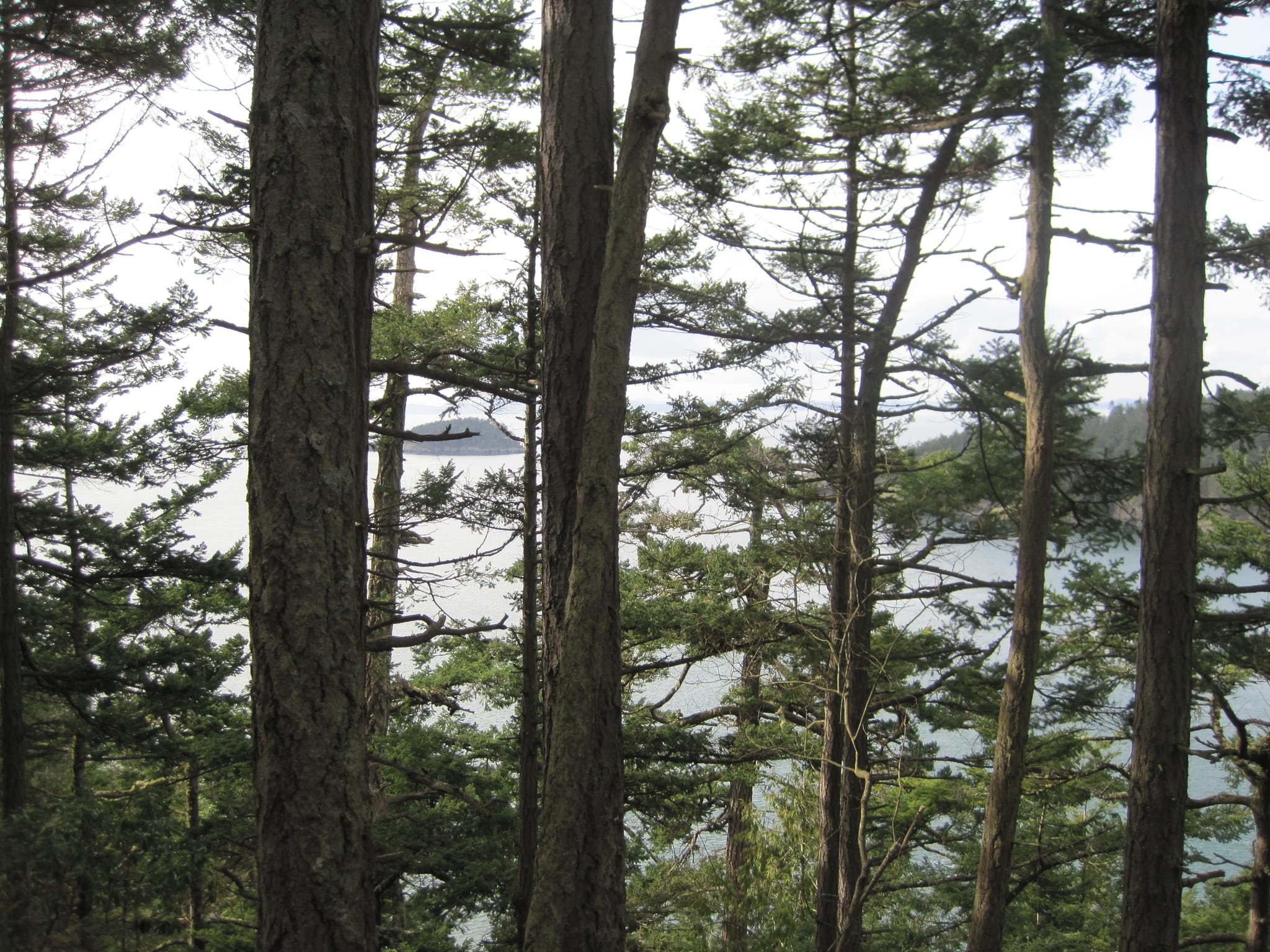 Through the trees - Deception Pass, WA