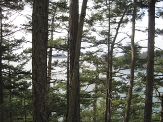 Through the trees - Deception Pass, WA