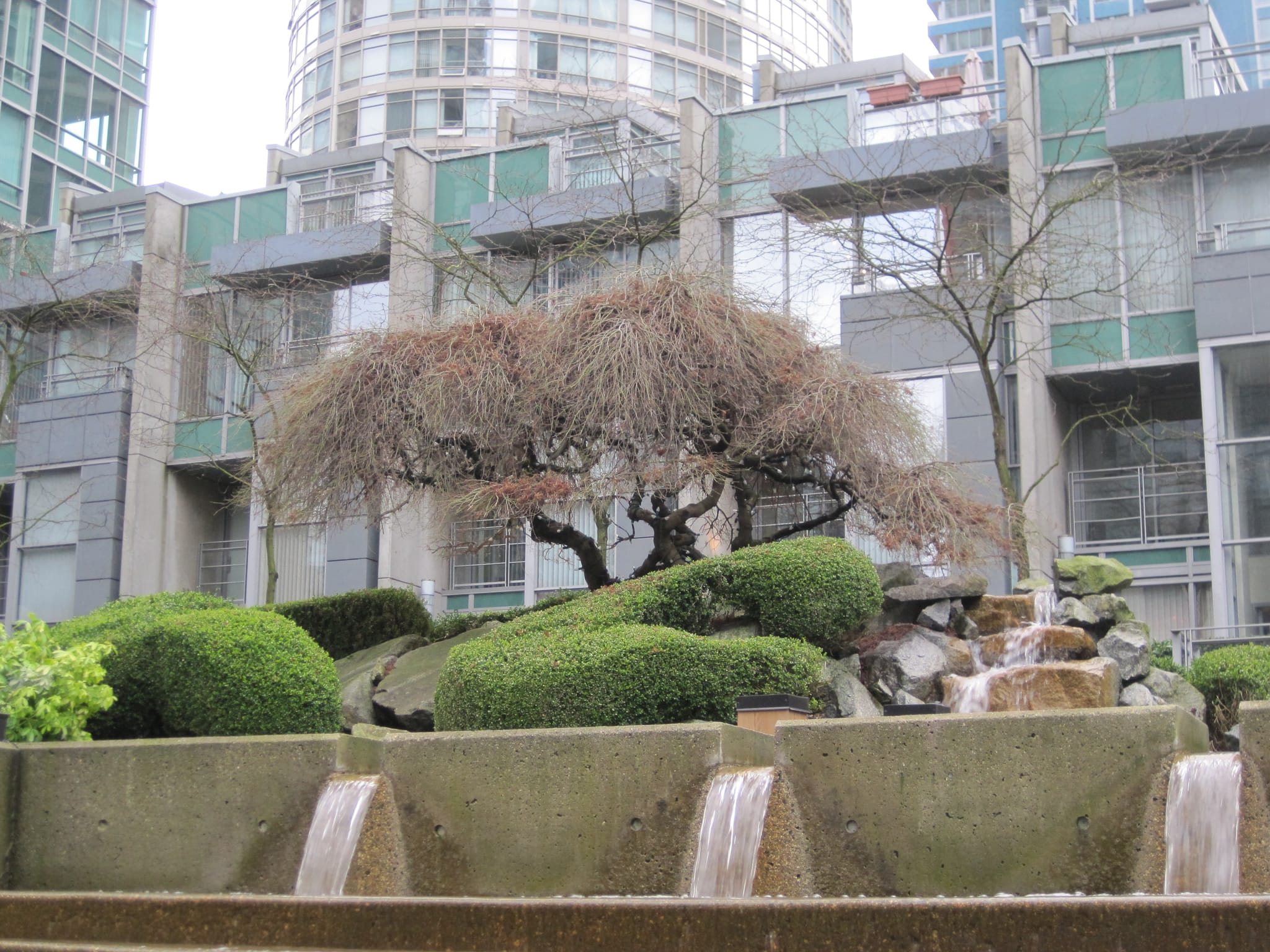 Urban trees and shrubbery - Vancouver, BC