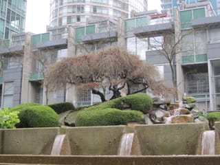 Urban trees and shrubbery - Vancouver, BC