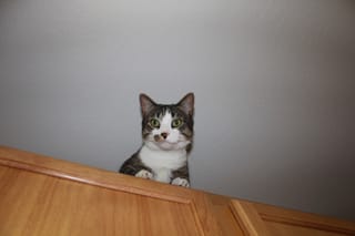 Ceiling Cat