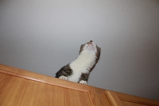 Brasky - Ferret mode