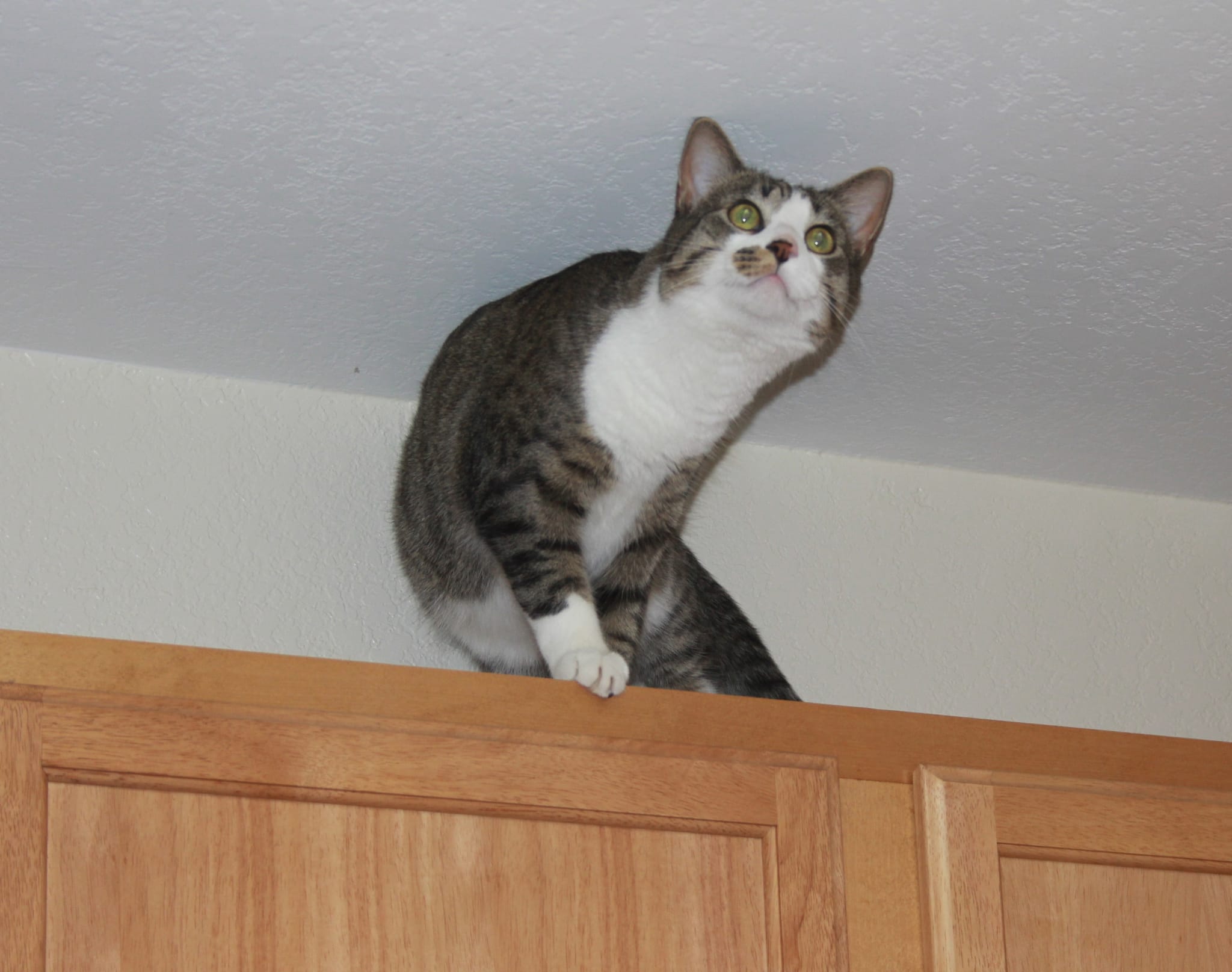 Brasky on the cabinet
