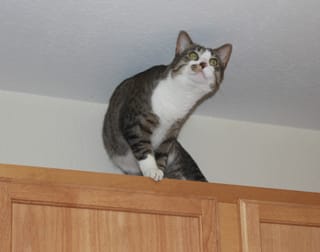 Brasky on the cabinet