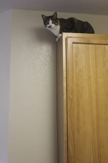 Brasky - That's my perch