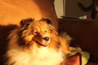 Sun puppy