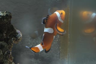 Clownfish with egg clutch
