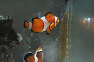 Clownfish 6