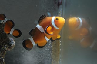 Clownfish 7