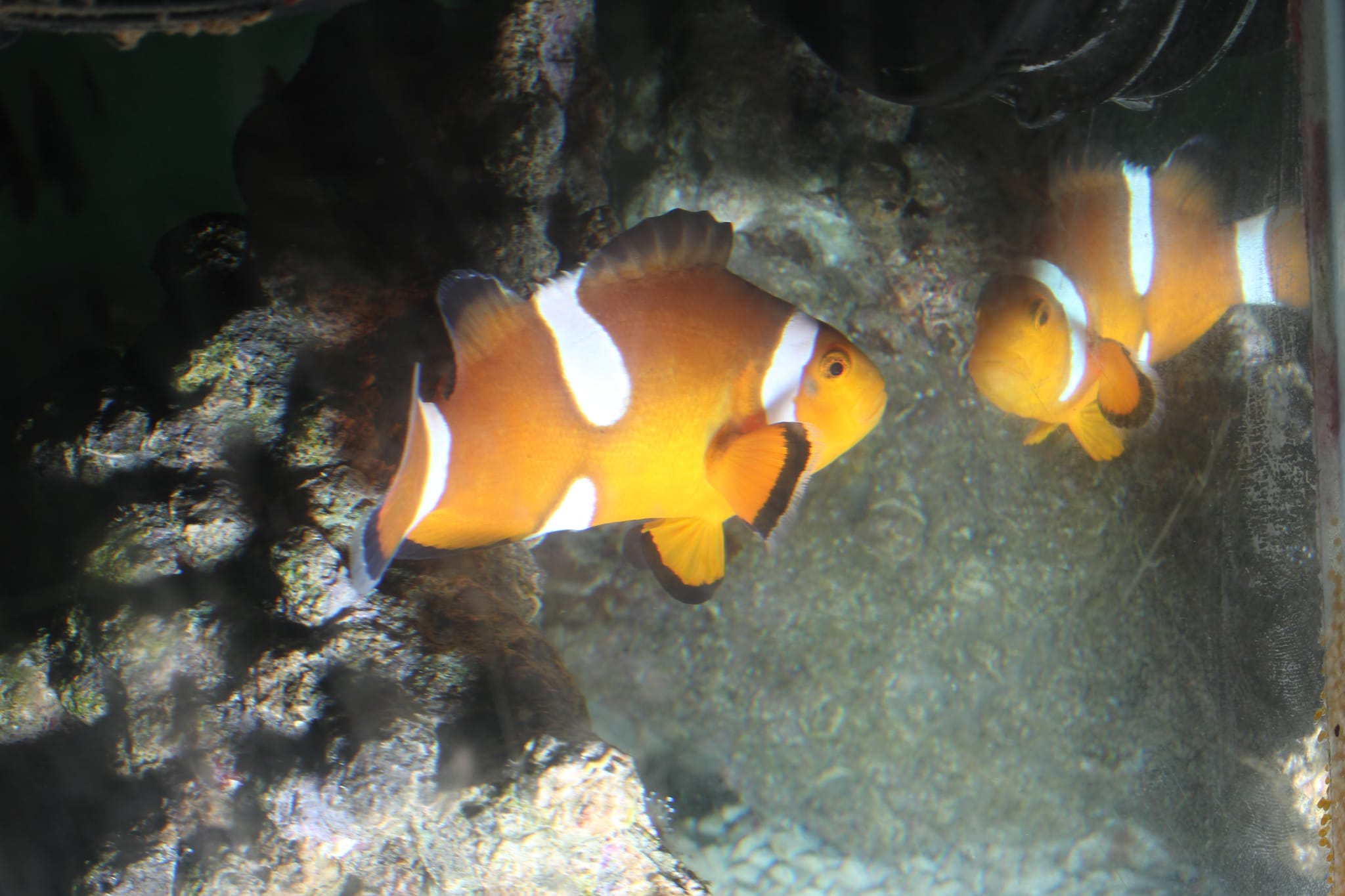 Clownfish 1