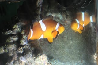 Clownfish 1