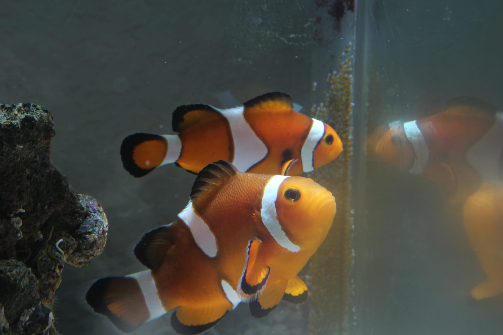 Clownfish 5