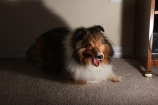 Roxy big yawn.