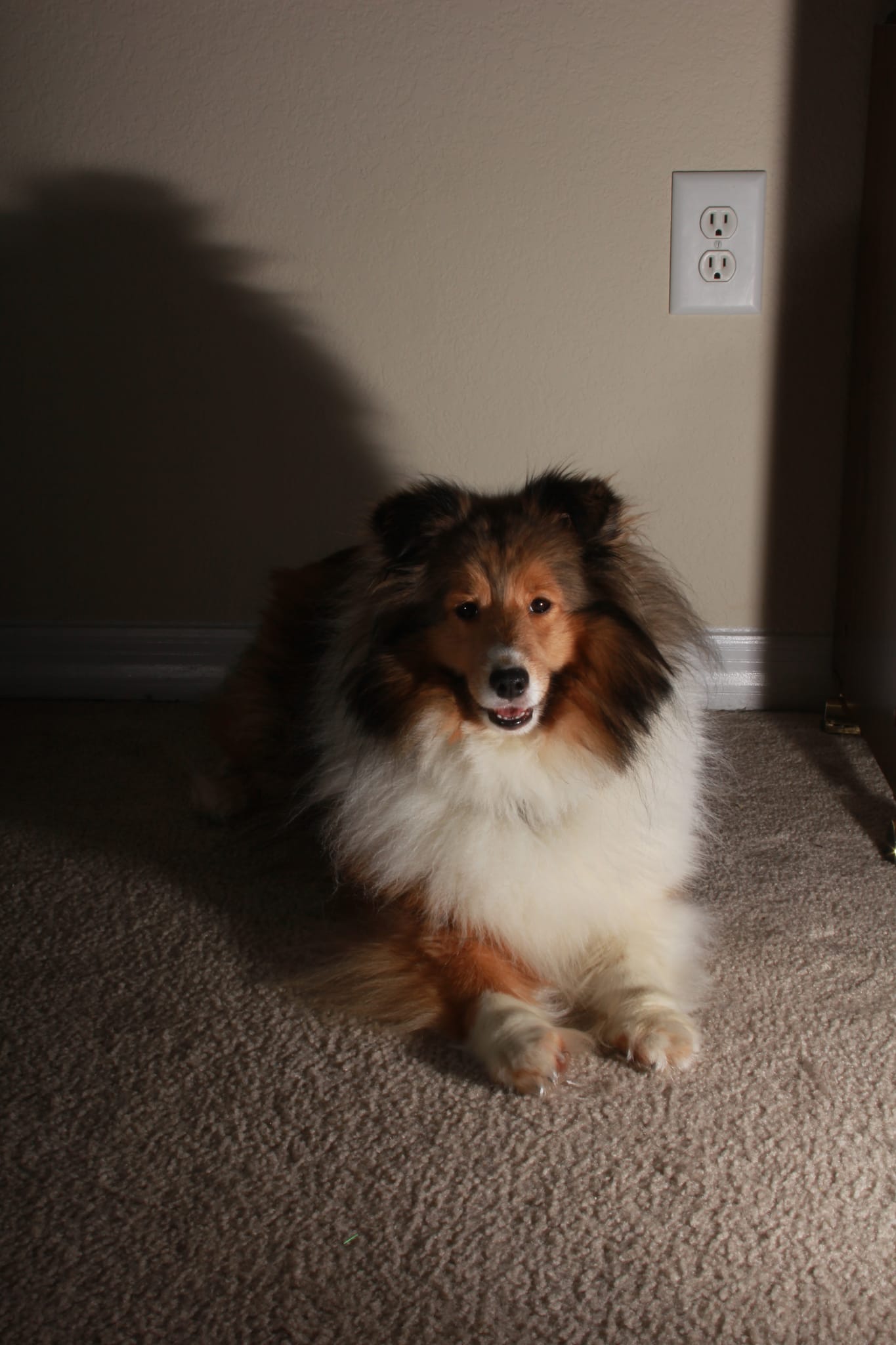 Roxy big shadow