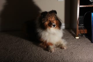 Roxy 4