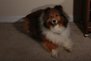 Roxy 3