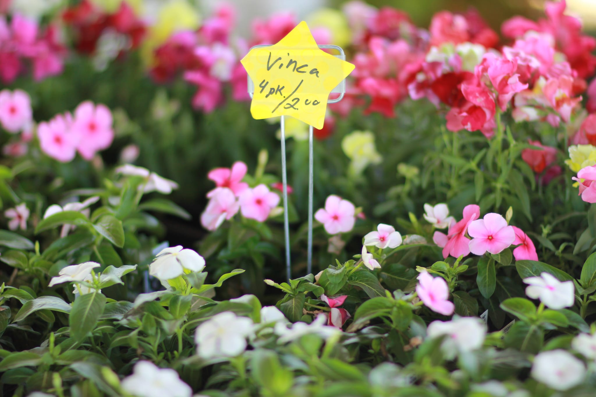 Farmer's Market 007