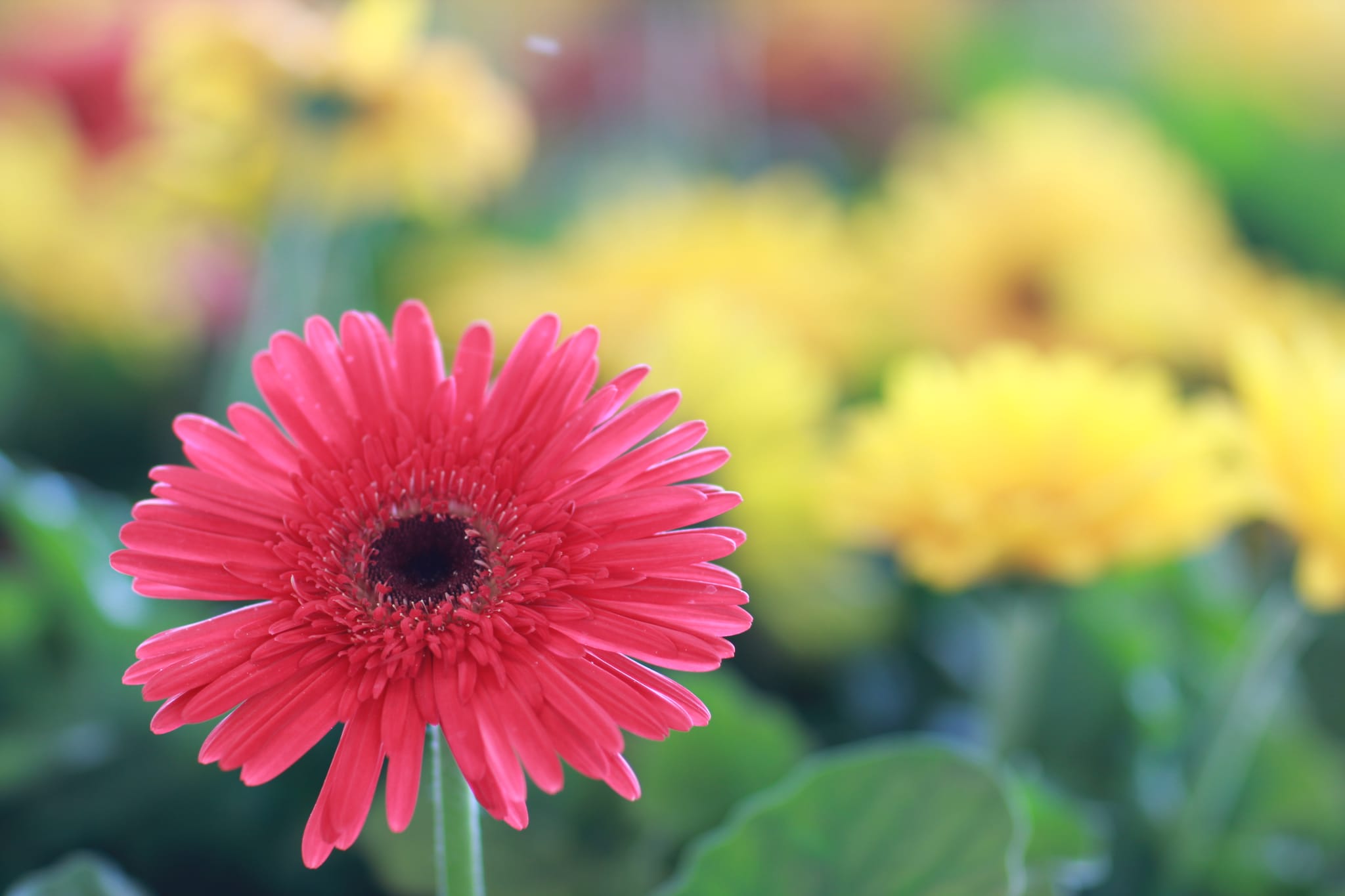 Farmer's Market 014