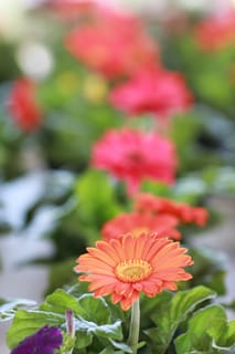 Farmer's Market 024