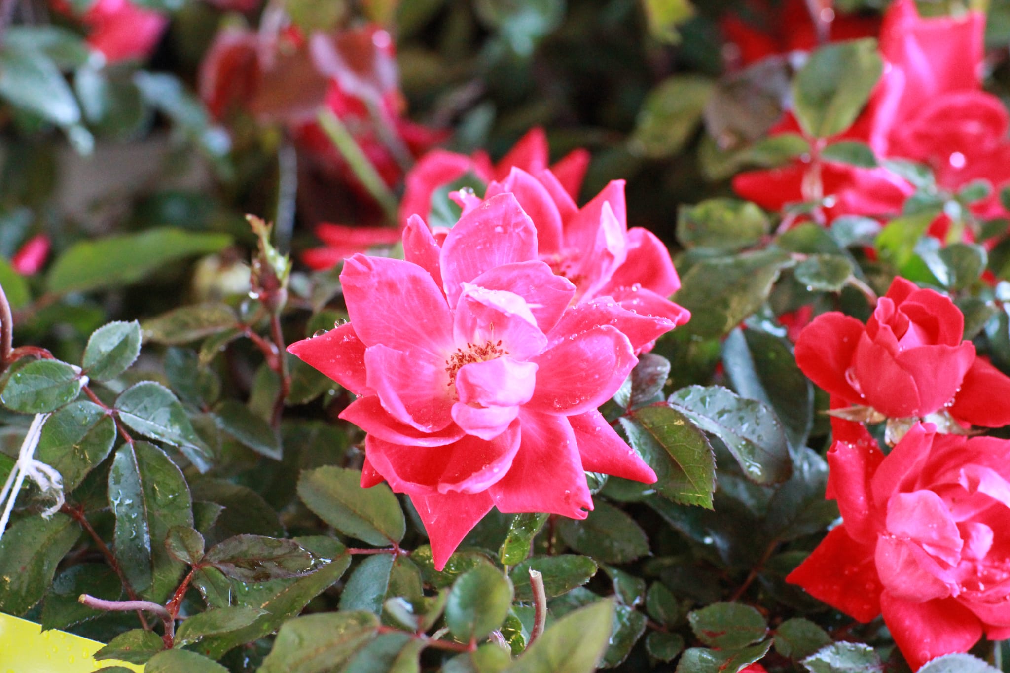 Farmer's Market 040