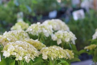 Farmer's Market 021