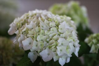 Farmer's Market 035