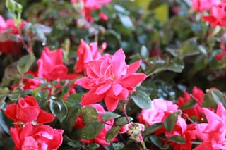Farmer's Market 039