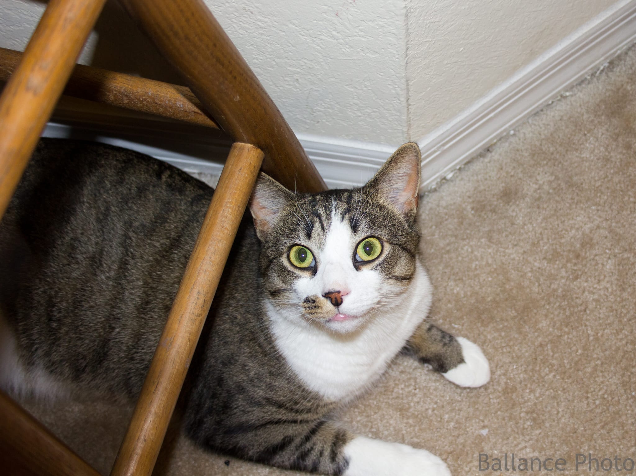 Bill Brasky the cat