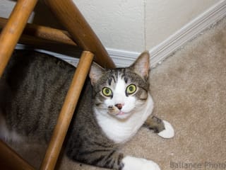 Bill Brasky the cat