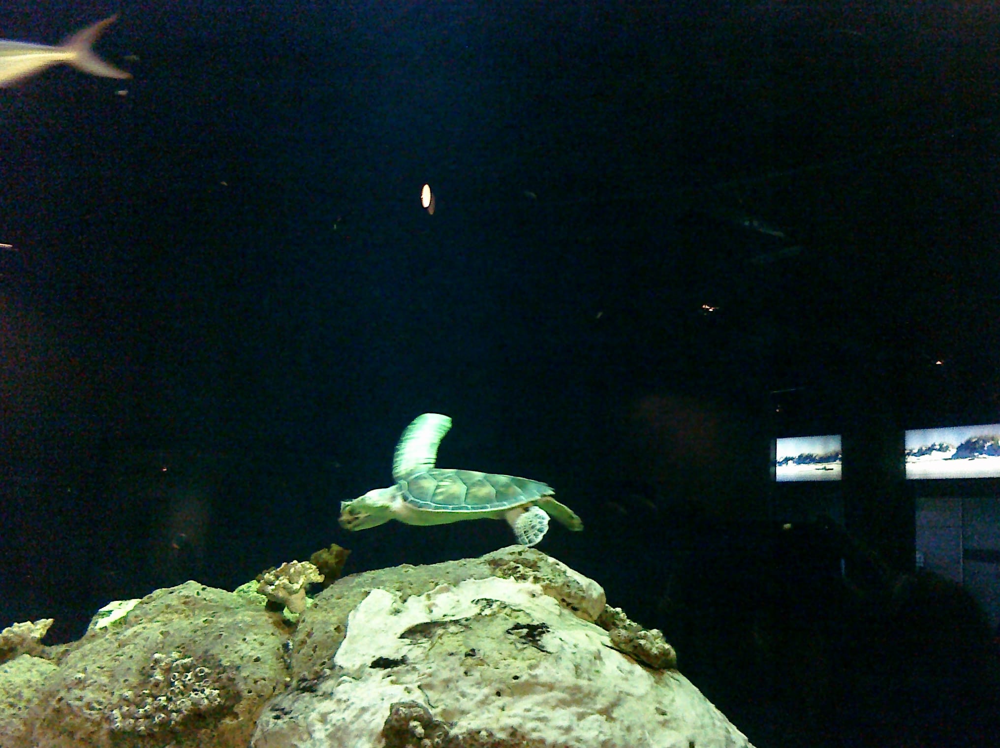 Turtle - Charleston Aquarium