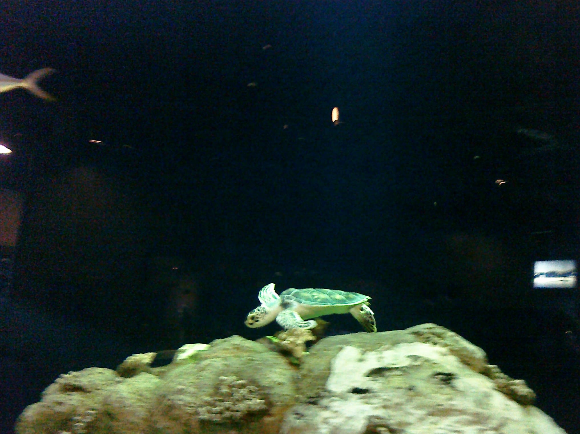 Turtle - Charleston Aquarium